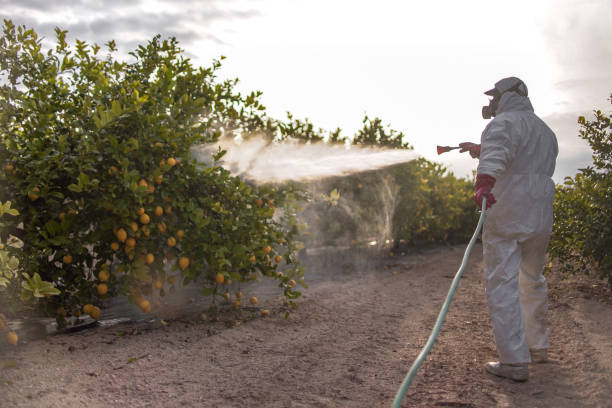 Best Pest Prevention Services  in Basile, LA