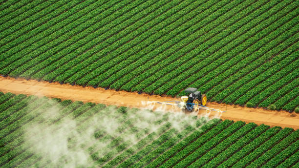 Best Exterminator Services  in Basile, LA