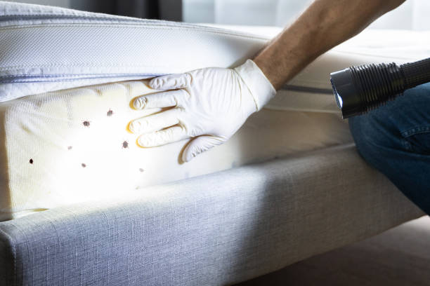 Reliable Basile, LA Pest Control Solutions