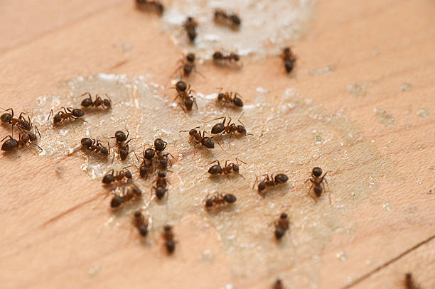 Best Affordable Pest Control Services  in Basile, LA