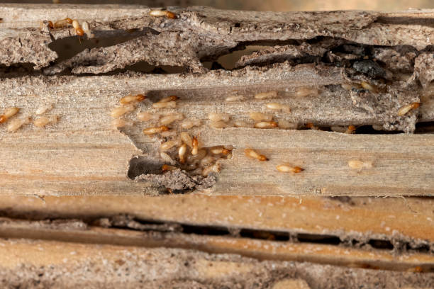 Best Local Pest Control Services  in Basile, LA