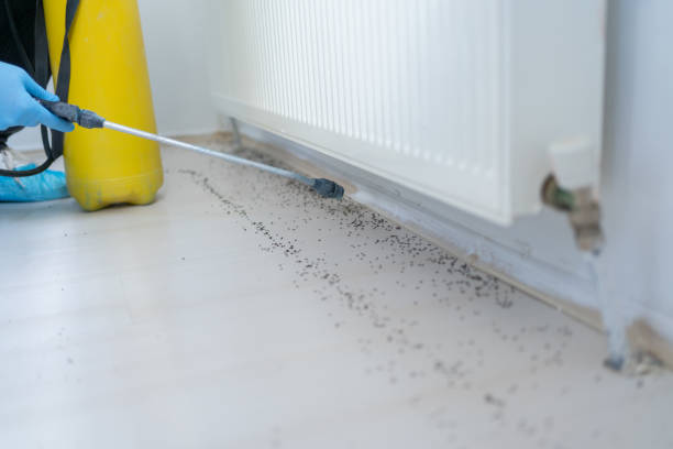 Best Exterminator Services  in Basile, LA
