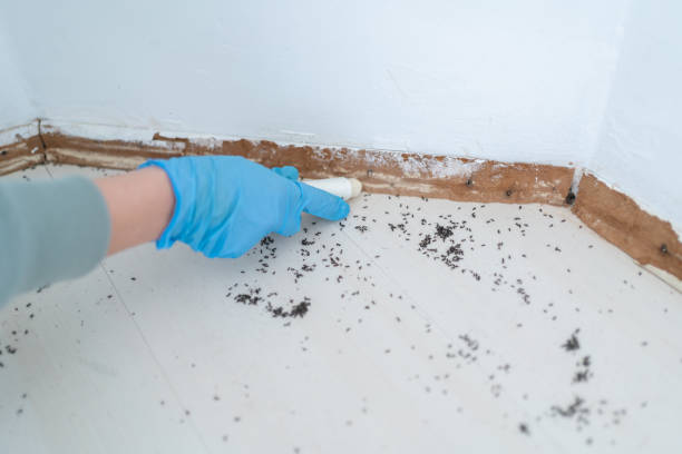 Best Pest Control Treatment  in Basile, LA