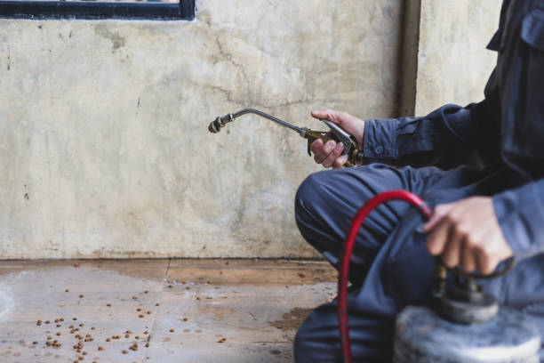 Best Termite Control Services  in Basile, LA